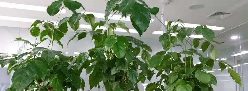 幸福樹葉子乾枯還能救嗎?
