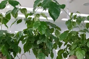 幸福樹葉子乾枯還能救嗎？