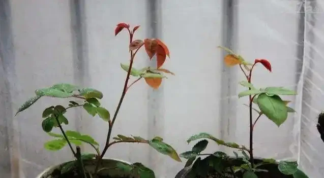 移植玫瑰用3招,不傷不死,成活率高,7天冒葉,眨眼就開花
