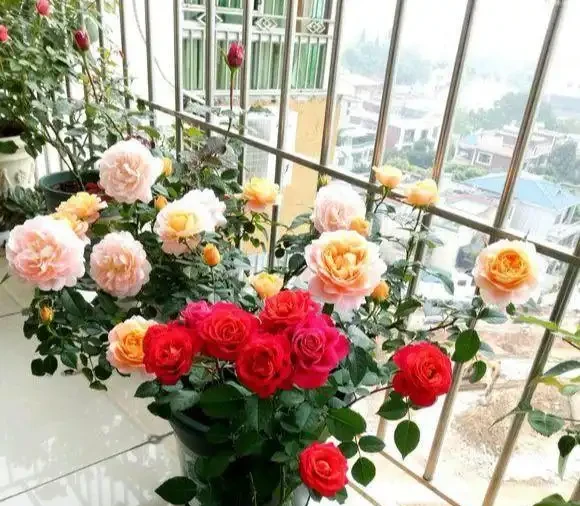 移植玫瑰用3招,不傷不死,成活率高,7天冒葉,眨眼就開花