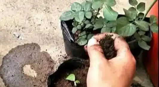 移植玫瑰用3招,不傷不死,成活率高,7天冒葉,眨眼就開花