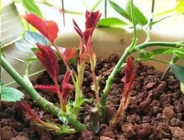 移植玫瑰用3招,不傷不死,成活率高,7天冒葉,眨眼就開花