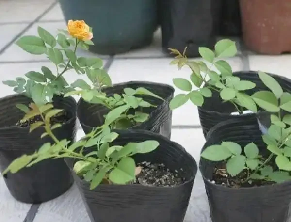 移植玫瑰用3招,不傷不死,成活率高,7天冒葉,眨眼就開花