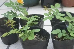 移植玫瑰用3招，不傷不死，成活率高，7天冒葉，眨眼就開花