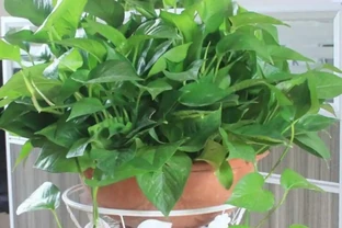 黃金葛出現黃葉，多是這4種原因造成，應及時改善