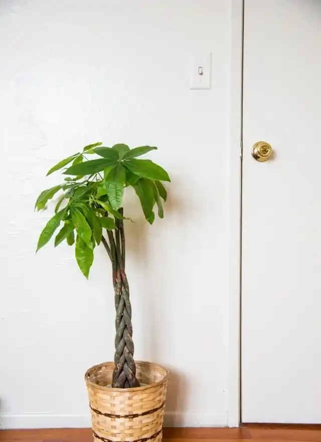 家裡養發財樹的3個施肥方法，葉片翠綠，能快速長粗！