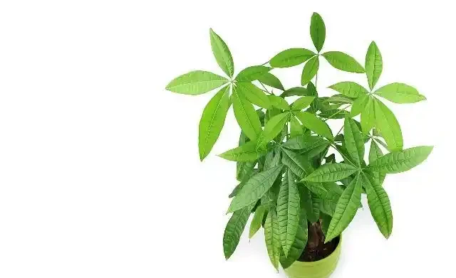 家裡養發財樹的3個施肥方法，葉片翠綠，能快速長粗！