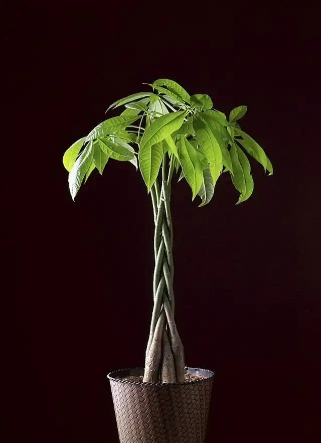 家裡養發財樹的3個施肥方法，葉片翠綠，能快速長粗！