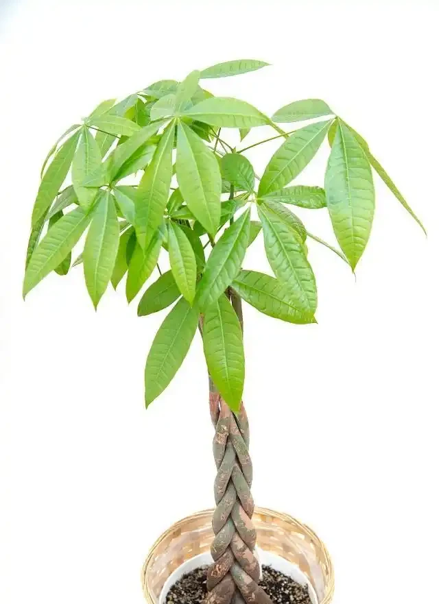 家裡養發財樹的3個施肥方法，葉片翠綠，能快速長粗！