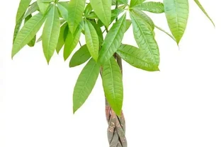 家裡養發財樹的3個施肥方法，葉片翠綠，能快速長粗！