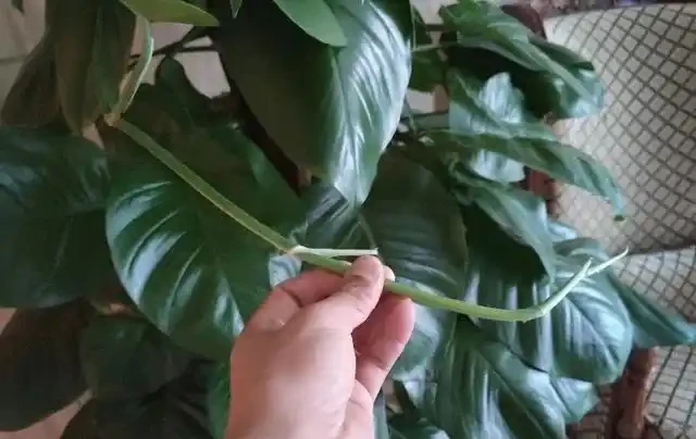 養盆「大葉黃金葛」，比普通黃金葛更好養，做好幾點，葉子油綠巴掌大