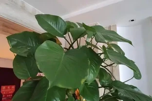 養盆「大葉黃金葛」，比普通黃金葛更好養，做好幾點，葉子油綠巴掌大