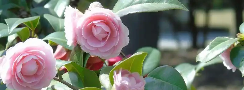 茶花樹掉葉子可能的原因?如何解決?