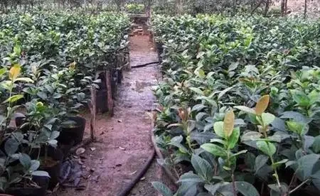 茶花樹掉葉子可能的原因?如何解決?