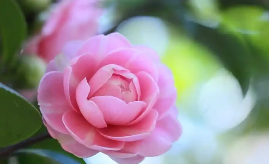 茶花樹掉葉子可能的原因?如何解決?