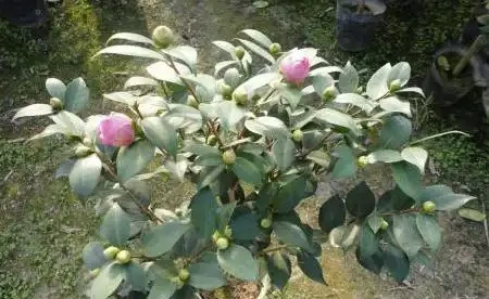 茶花樹掉葉子可能的原因?如何解決?