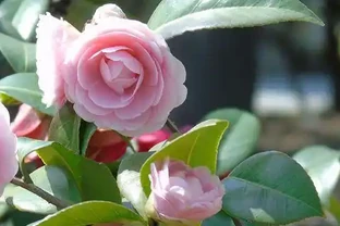 茶花樹掉葉子可能的原因？如何解決？