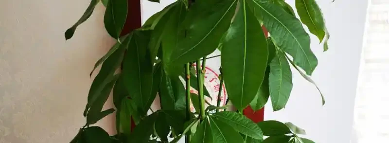 發財樹葉子捲曲可能的原因是什麼嗎？如何解決？