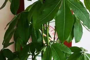 發財樹葉子捲曲可能的原因是什麼嗎？如何解決？