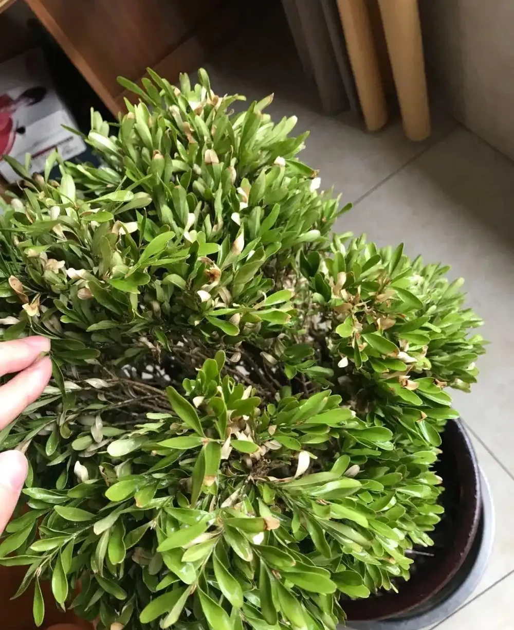 花卉葉子乾枯捲曲，不一定是缺水，有時越澆水死得越快！