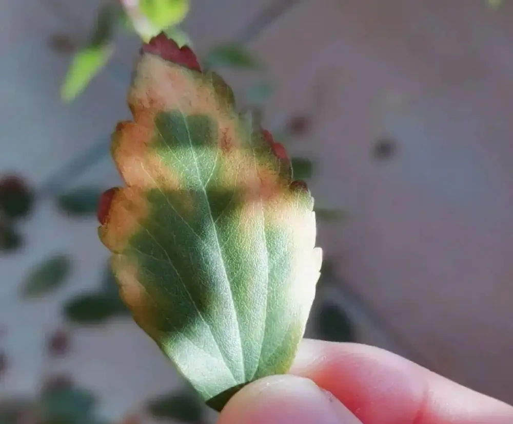花卉葉子乾枯捲曲，不一定是缺水，有時越澆水死得越快！
