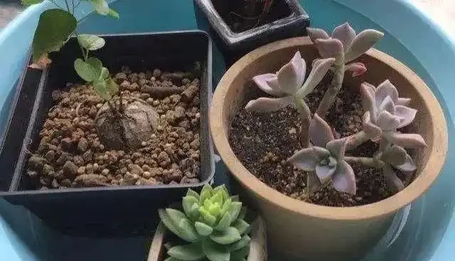 花卉葉子乾枯捲曲，不一定是缺水，有時越澆水死得越快！