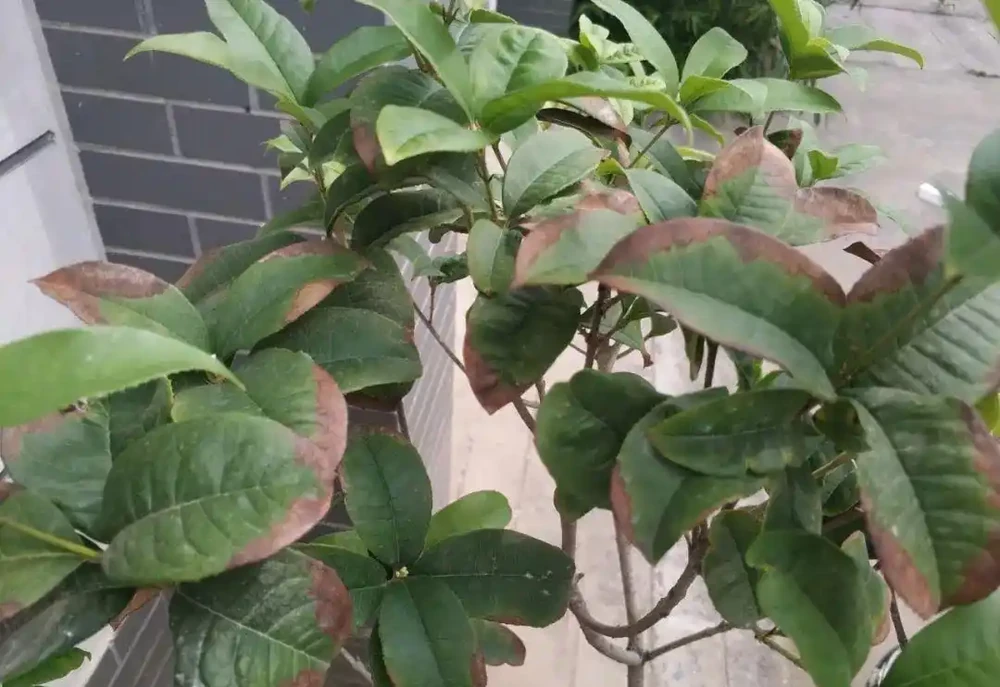 花卉葉子乾枯捲曲，不一定是缺水，有時越澆水死得越快！