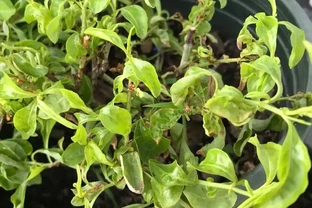 花卉葉子乾枯捲曲，不一定是缺水，有時越澆水死得越快！