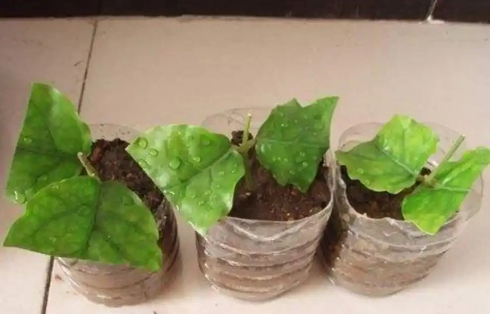 喜歡養茉莉花，教你3種方法繁殖，長根快成活率高