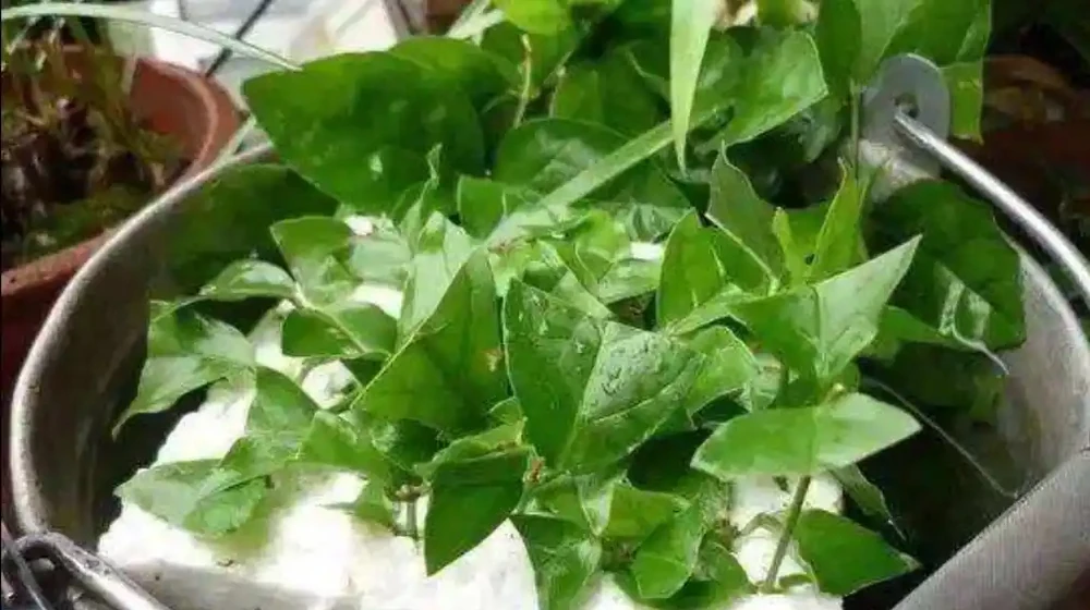 喜歡養茉莉花，教你3種方法繁殖，長根快成活率高