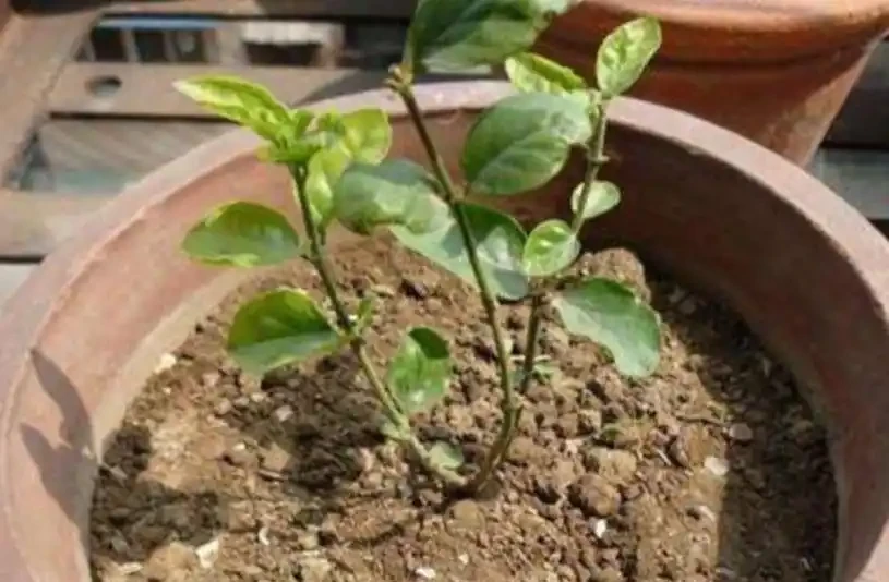 喜歡養茉莉花，教你3種方法繁殖，長根快成活率高