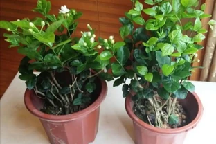 喜歡養茉莉花，教你3種方法繁殖，長根快成活率高