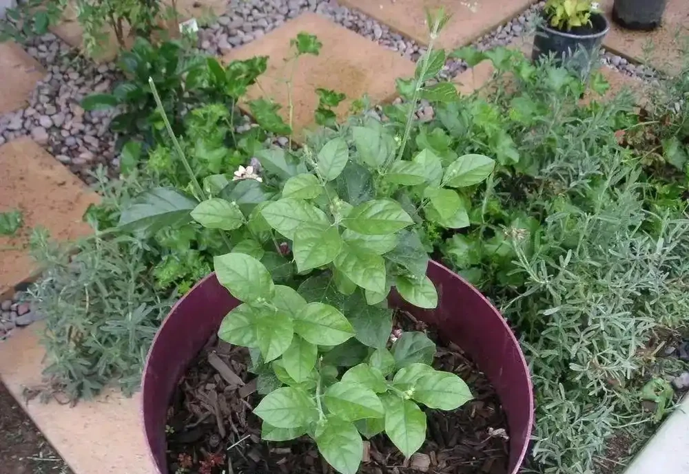 瞭解4種肥料,新手也能養好植物,不怕植物不開花,幼苗也能長壯