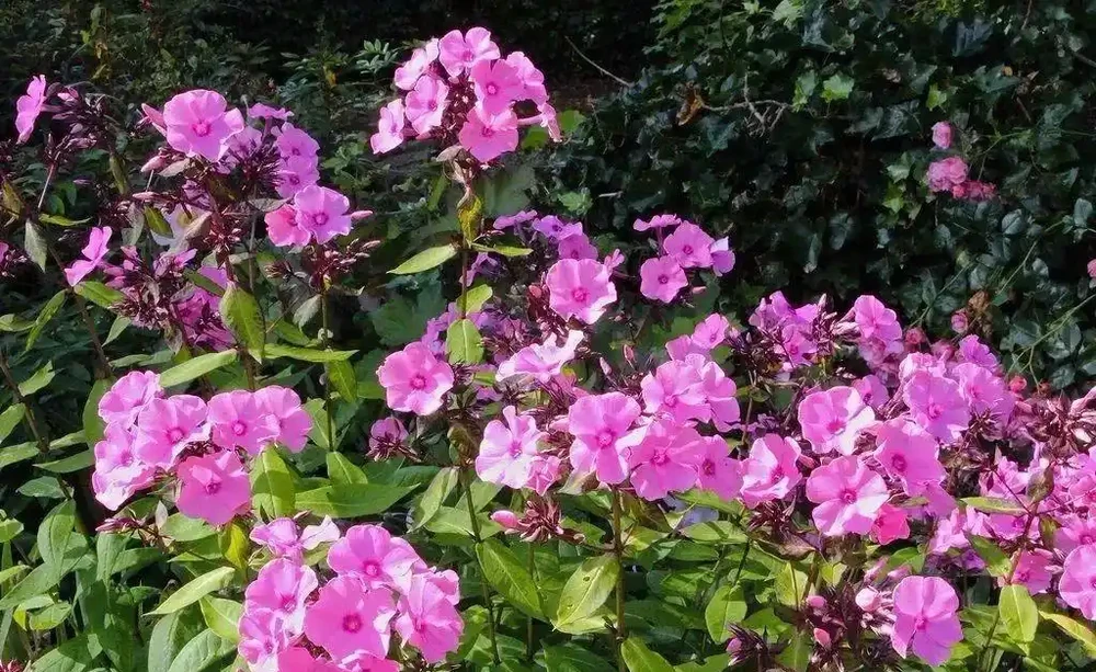 瞭解4種肥料,新手也能養好植物,不怕植物不開花,幼苗也能長壯