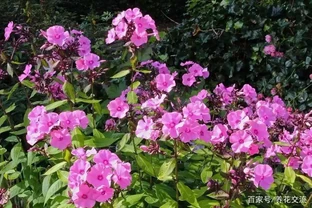 瞭解4種肥料，新手也能養好植物，不怕植物不開花，幼苗也能長壯