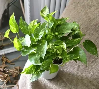 黃金葛全株發黃別擔心，6個新品種黃金葛你未見過，看看認識幾種？