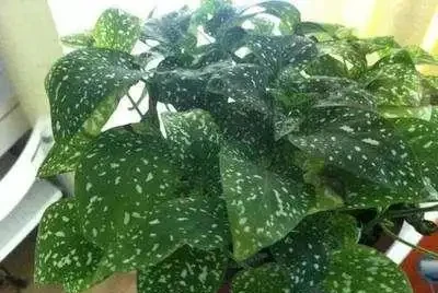 黃金葛全株發黃別擔心，6個新品種黃金葛你未見過，看看認識幾種？
