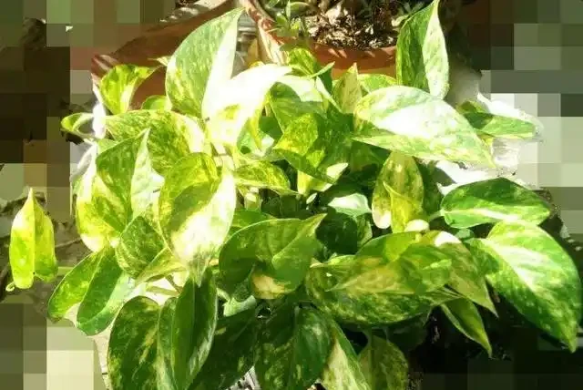 黃金葛全株發黃別擔心，6個新品種黃金葛你未見過，看看認識幾種？