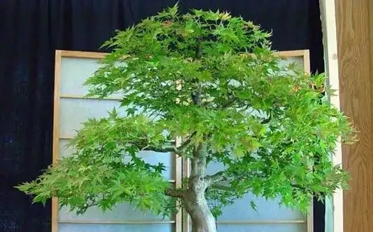 楓樹葉片枯萎咋辦?這是我見過最簡單的《處理指南》,照做不麻煩