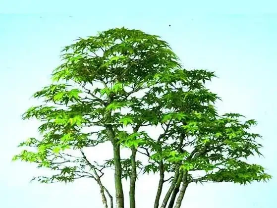 楓樹葉片枯萎咋辦?這是我見過最簡單的《處理指南》,照做不麻煩