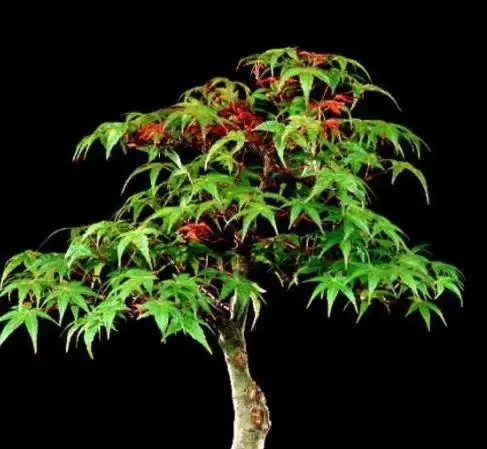 楓樹葉片枯萎咋辦?這是我見過最簡單的《處理指南》,照做不麻煩