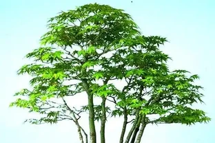 楓樹葉片枯萎咋辦？這是我見過最簡單的《處理指南》，照做不麻煩