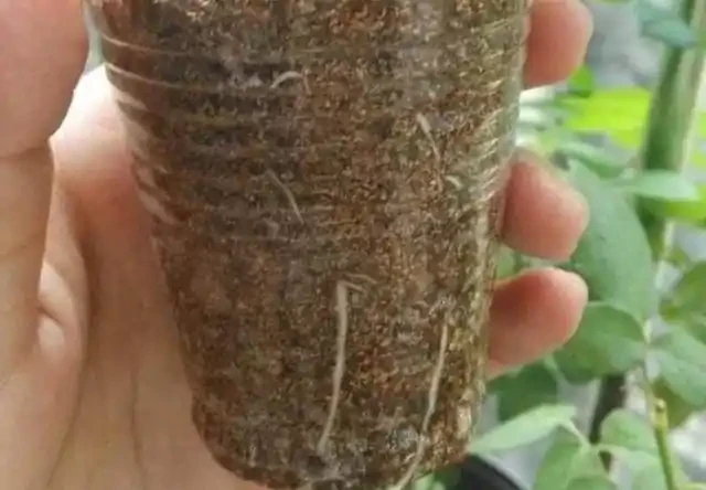 插枝玫瑰如何順利成活?跟著學4招,簡單實用、枝條長根快