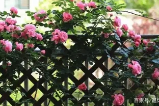 插枝玫瑰如何順利成活？跟著學4招，簡單實用、枝條長根快