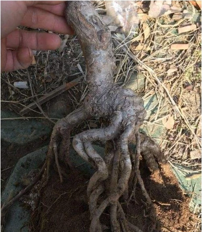 木樨掉光葉子,但是能正常開花,為什麼?