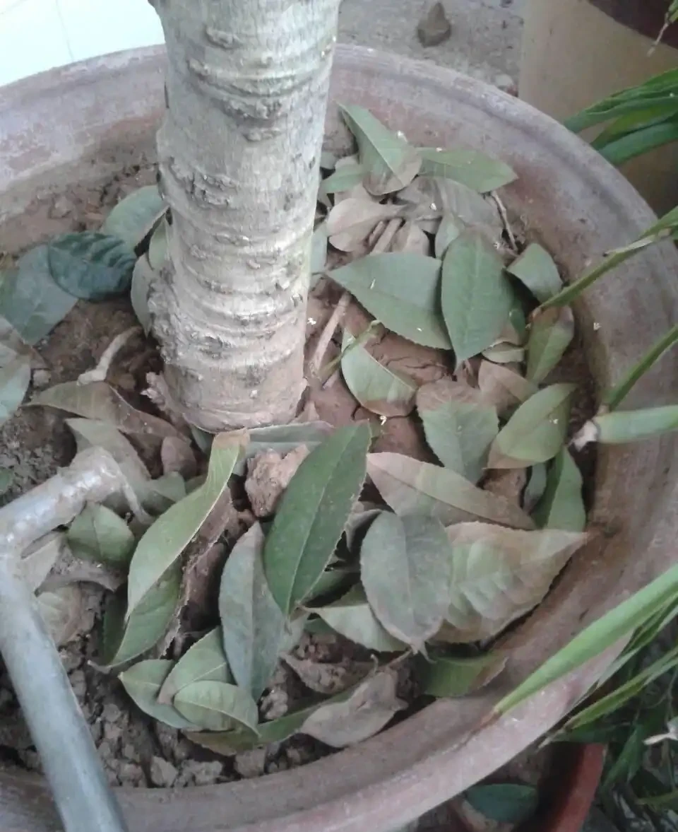 木樨掉光葉子,但是能正常開花,為什麼?