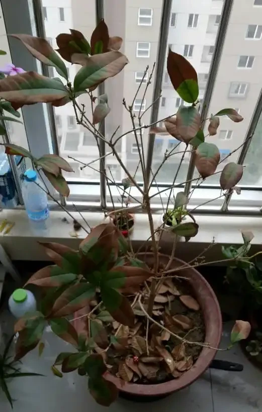 木樨掉光葉子,但是能正常開花,為什麼?