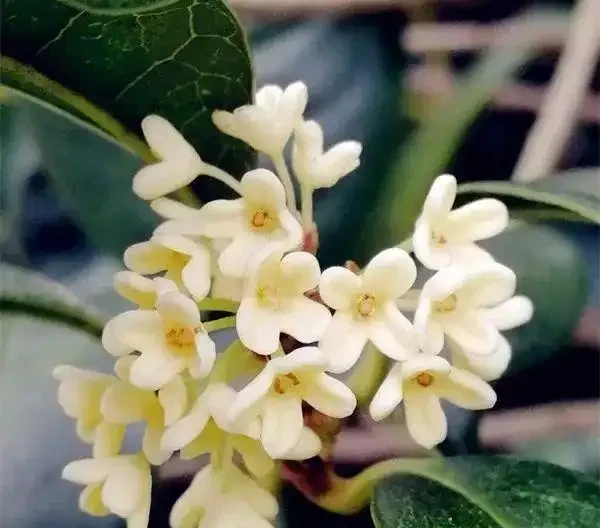 木樨掉光葉子,但是能正常開花,為什麼?