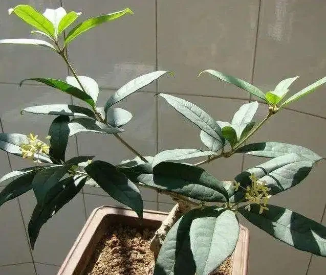 木樨掉光葉子,但是能正常開花,為什麼?