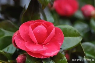 茶花掉葉子心別亂，「對症下藥」，依舊可以起死回生